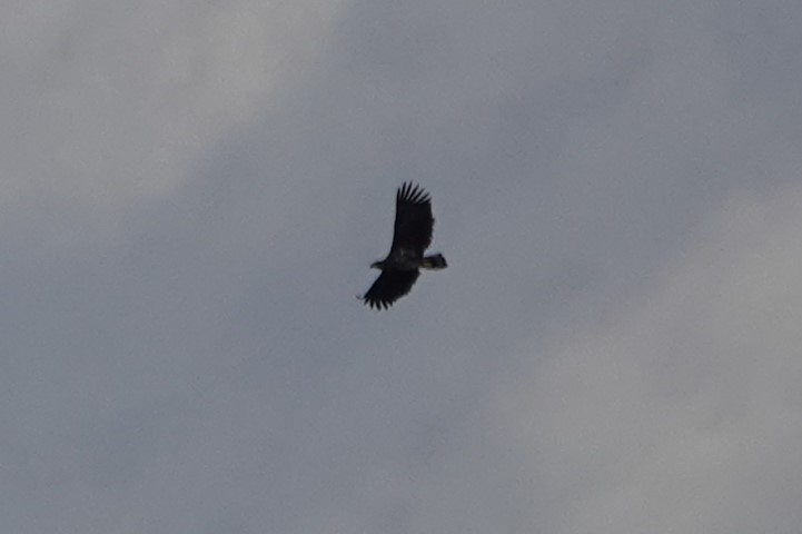 White-tailed Eagle - ML645446955