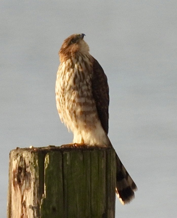 trostehauk - ML645446959