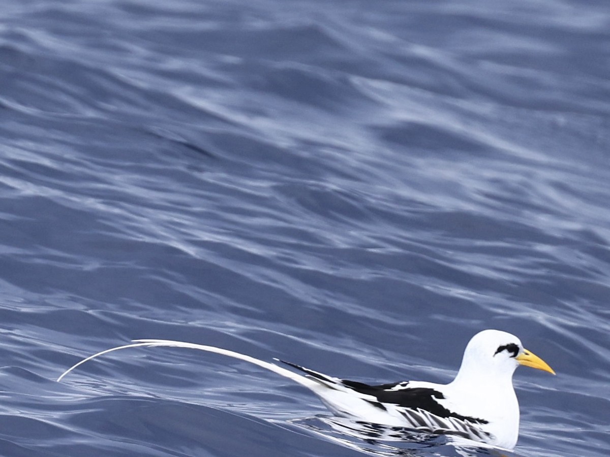 White-tailed Tropicbird - ML645446961