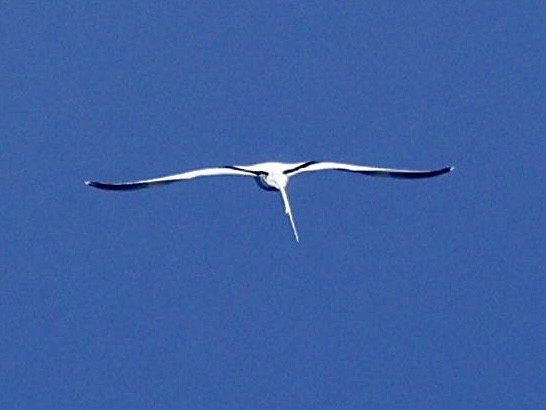 White-tailed Tropicbird - ML645446962