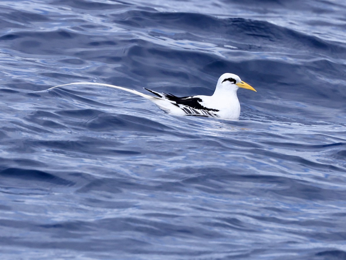 White-tailed Tropicbird - ML645446963