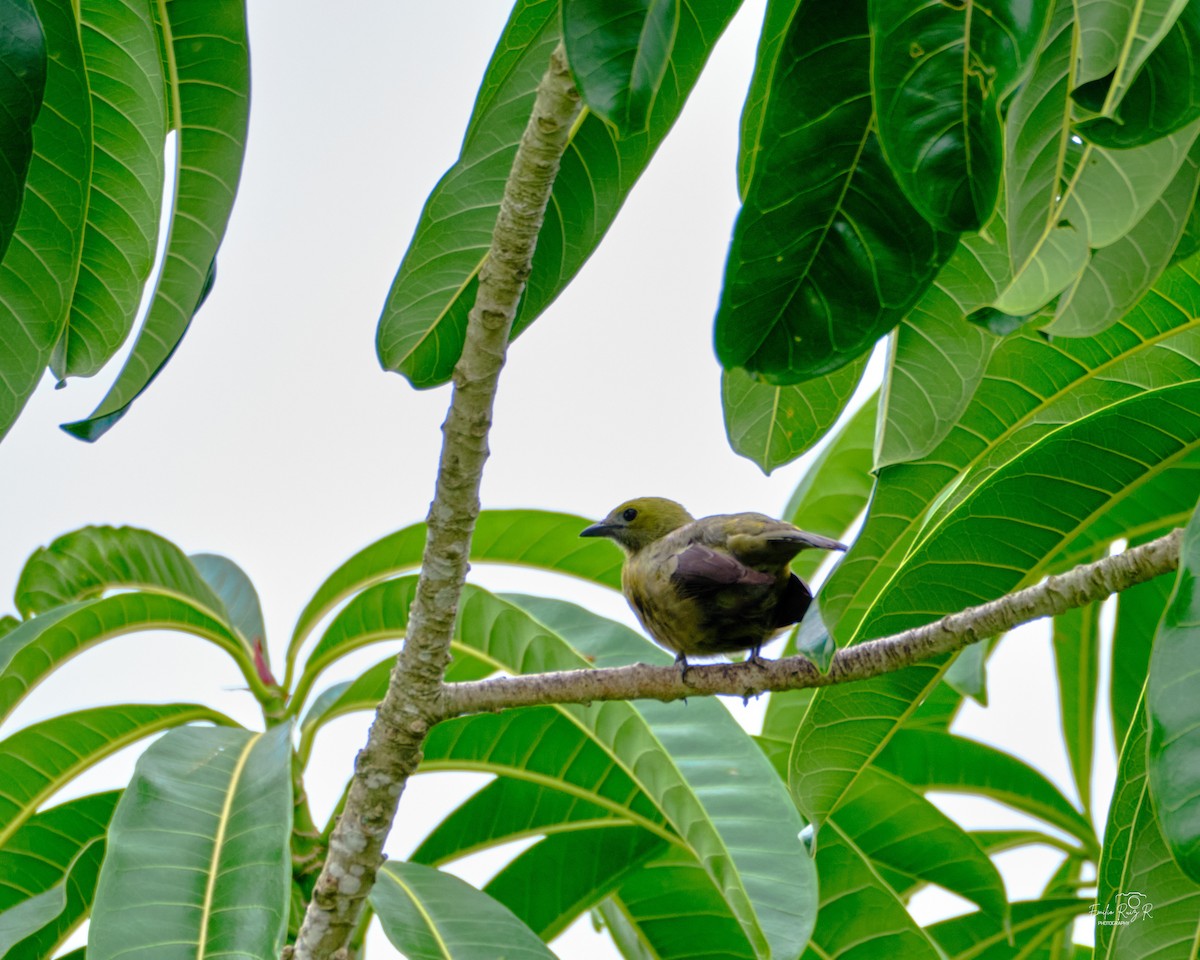 Tangara Palmera - ML645446965