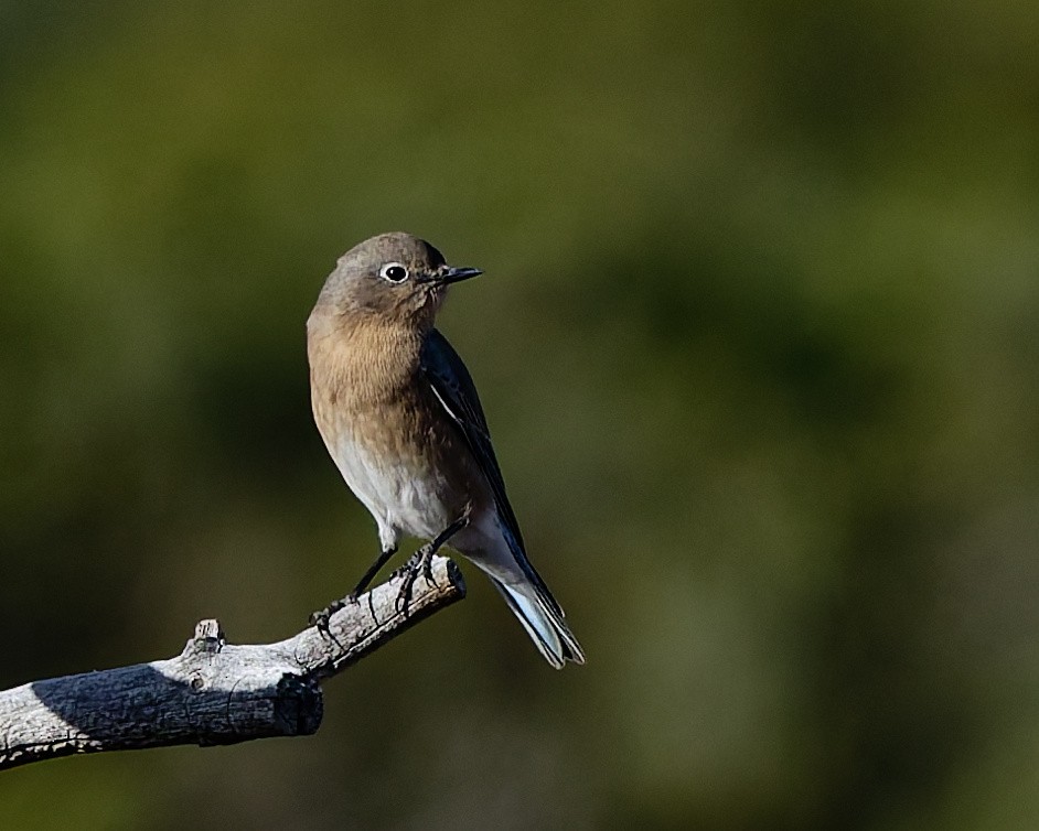 Western Bluebird - ML645446966