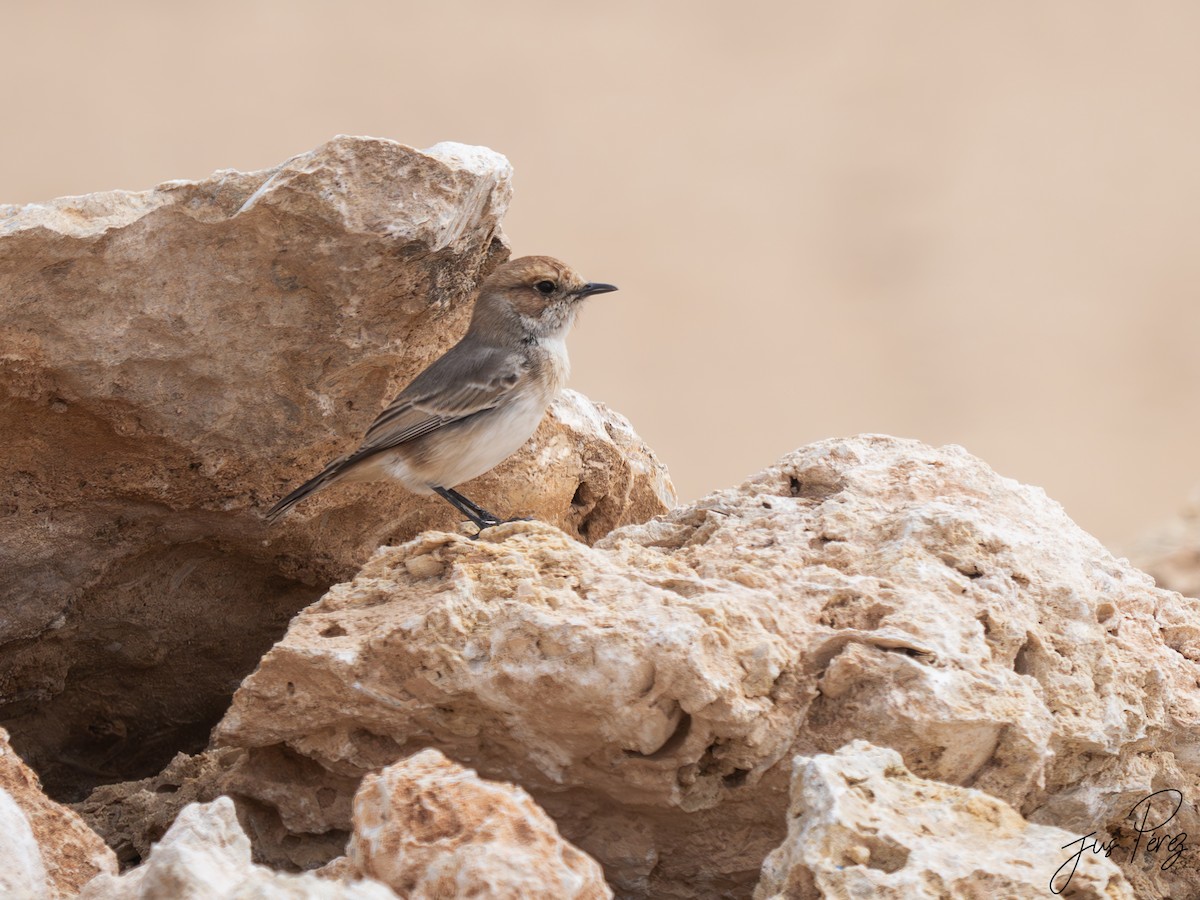 bělořit šedohlavý - ML645446967