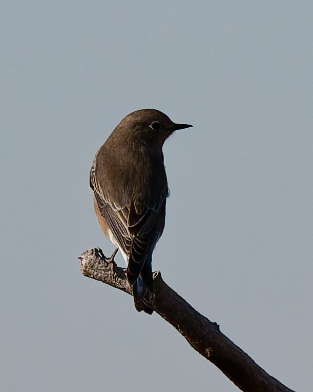 Western Bluebird - ML645446972