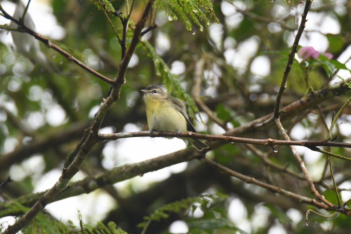 Bireo filadelfiarra - ML645446974