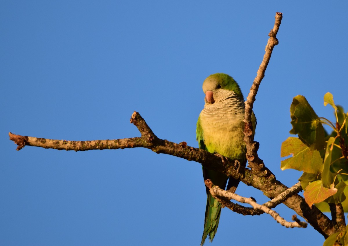 Mönchssittich - ML645446975