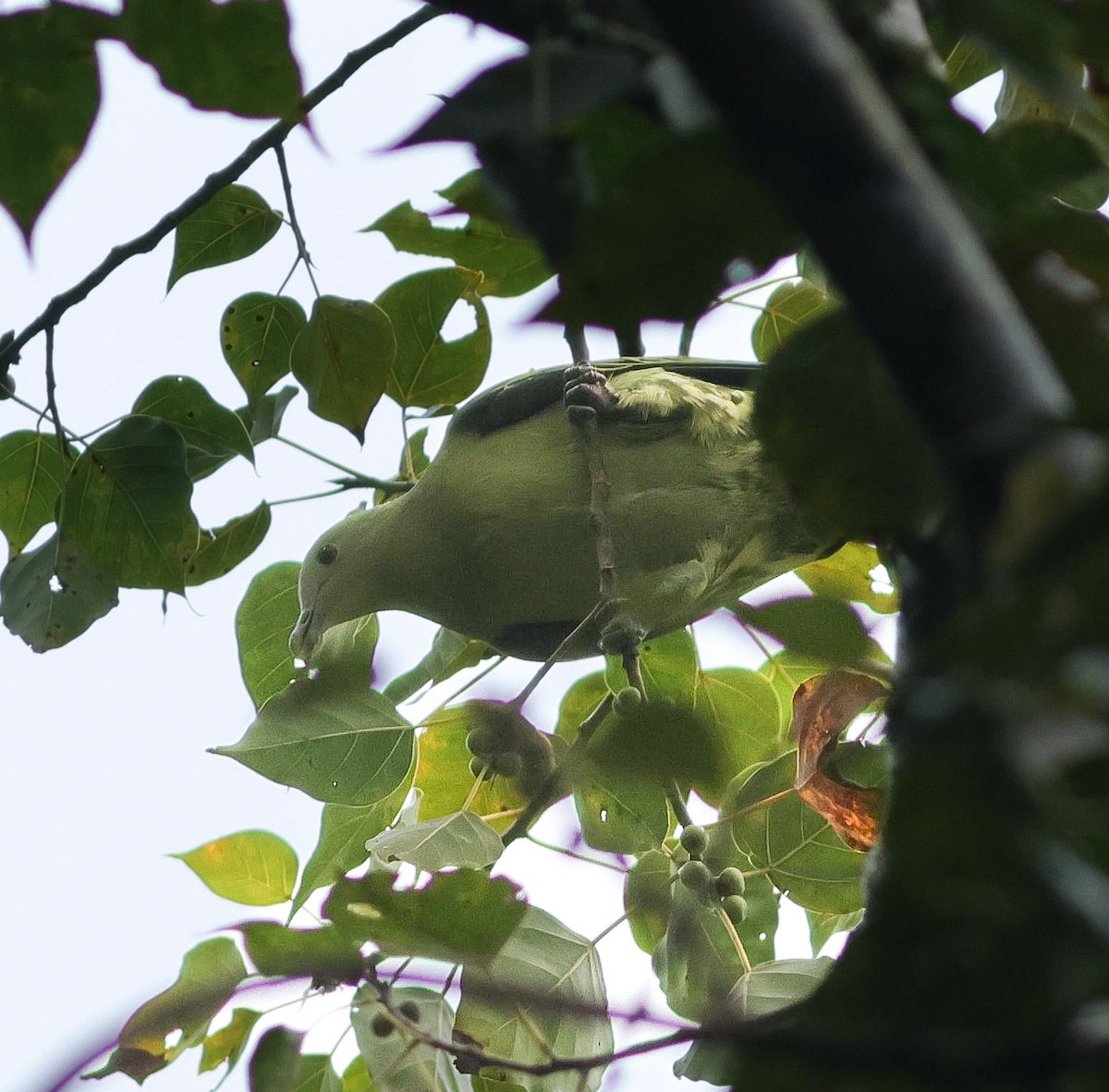 Colombar des Andaman - ML645446977