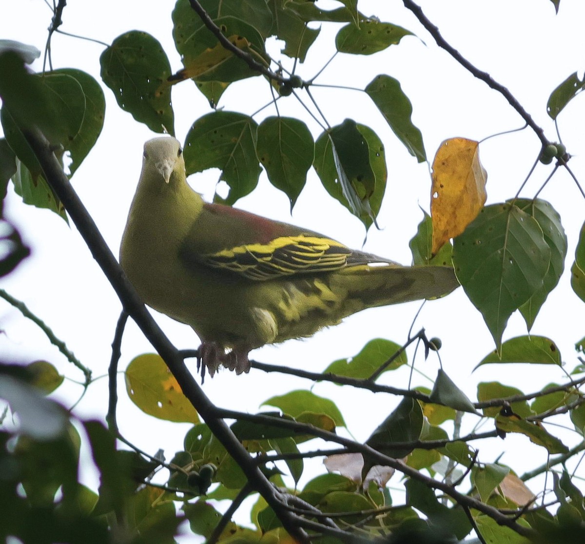 Colombar des Andaman - ML645446978