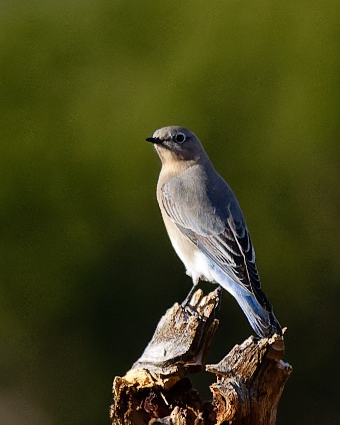 Mountain Bluebird - ML645446981