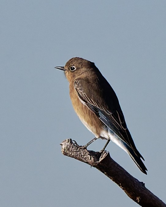 Western Bluebird - ML645446985