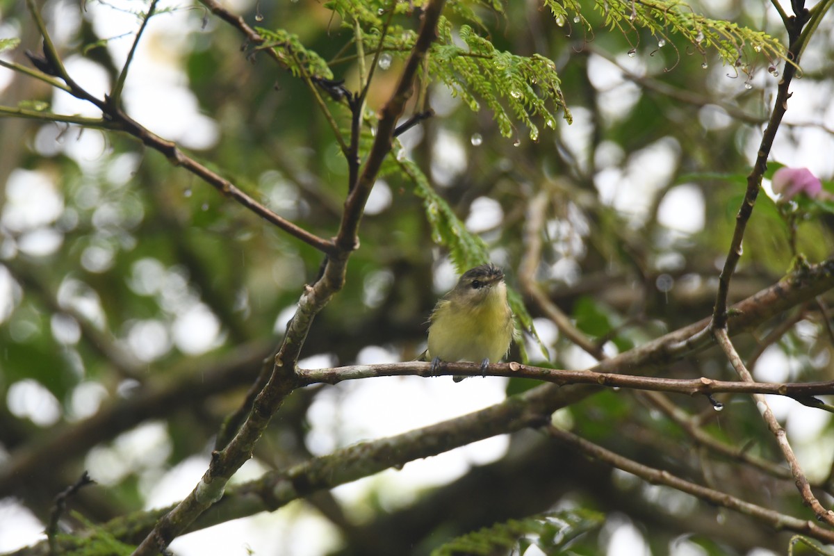 Bireo filadelfiarra - ML645446986