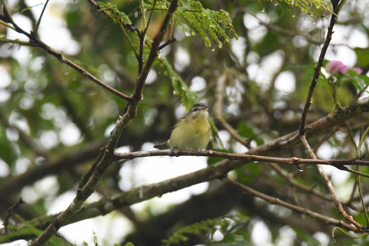 Bireo filadelfiarra - ML645446987