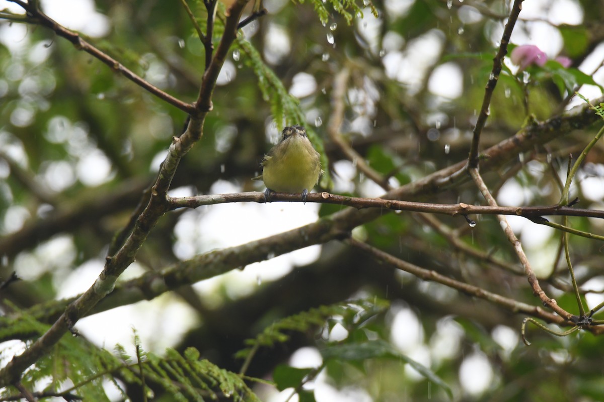 Bireo filadelfiarra - ML645446988