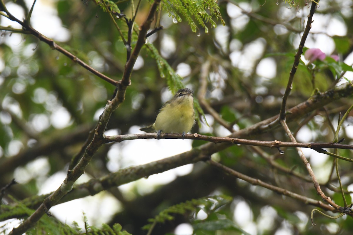 Bireo filadelfiarra - ML645446989