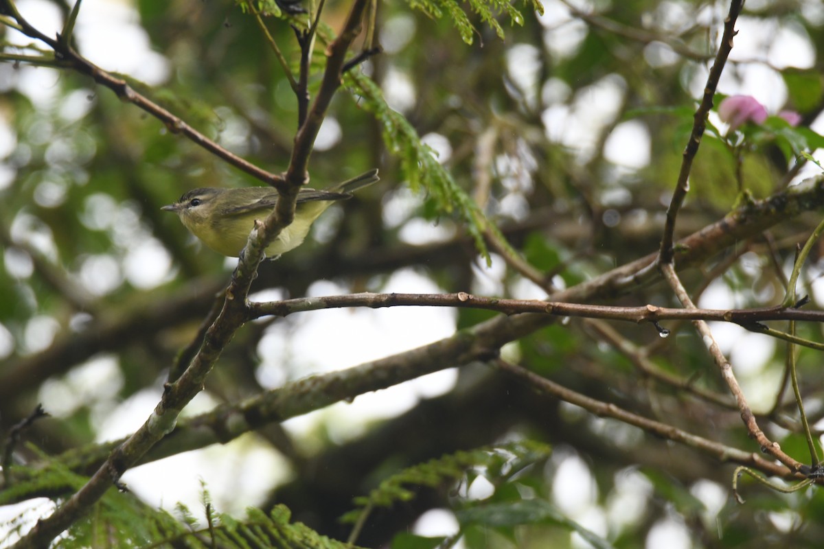 Bireo filadelfiarra - ML645446990