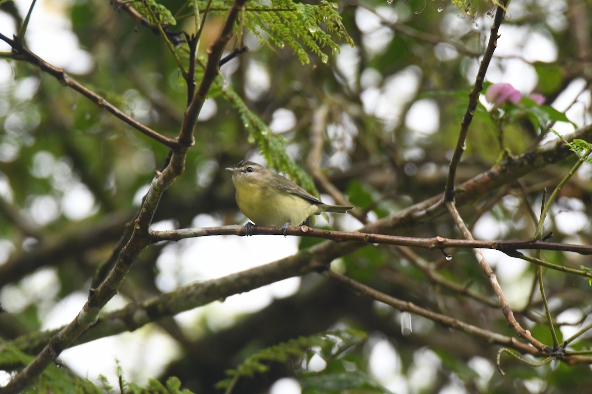 Bireo filadelfiarra - ML645446991