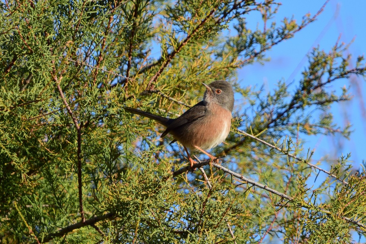 Magnanina comune - ML645446998