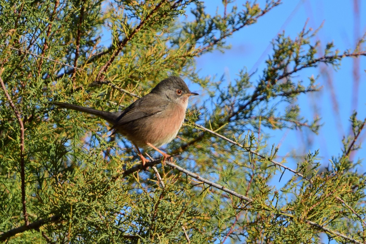 Magnanina comune - ML645446999