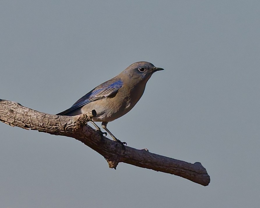 Mountain Bluebird - ML645447000