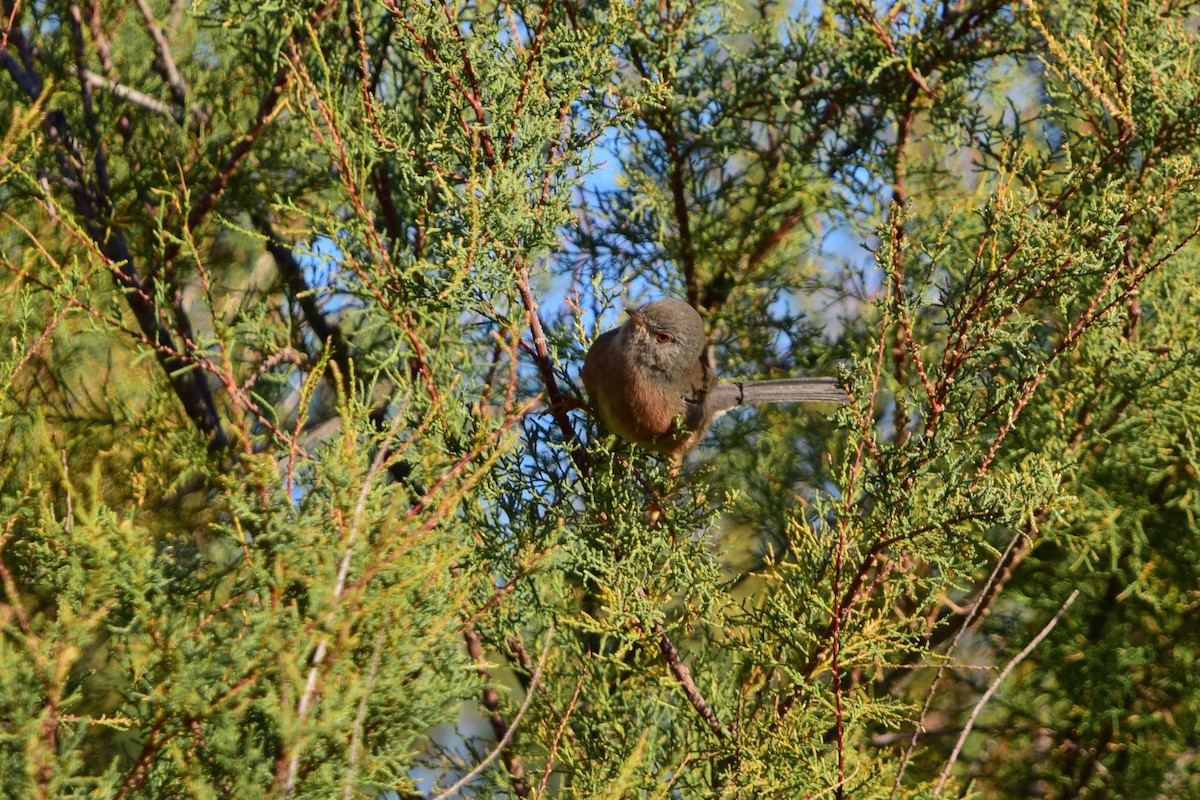 Magnanina comune - ML645447001