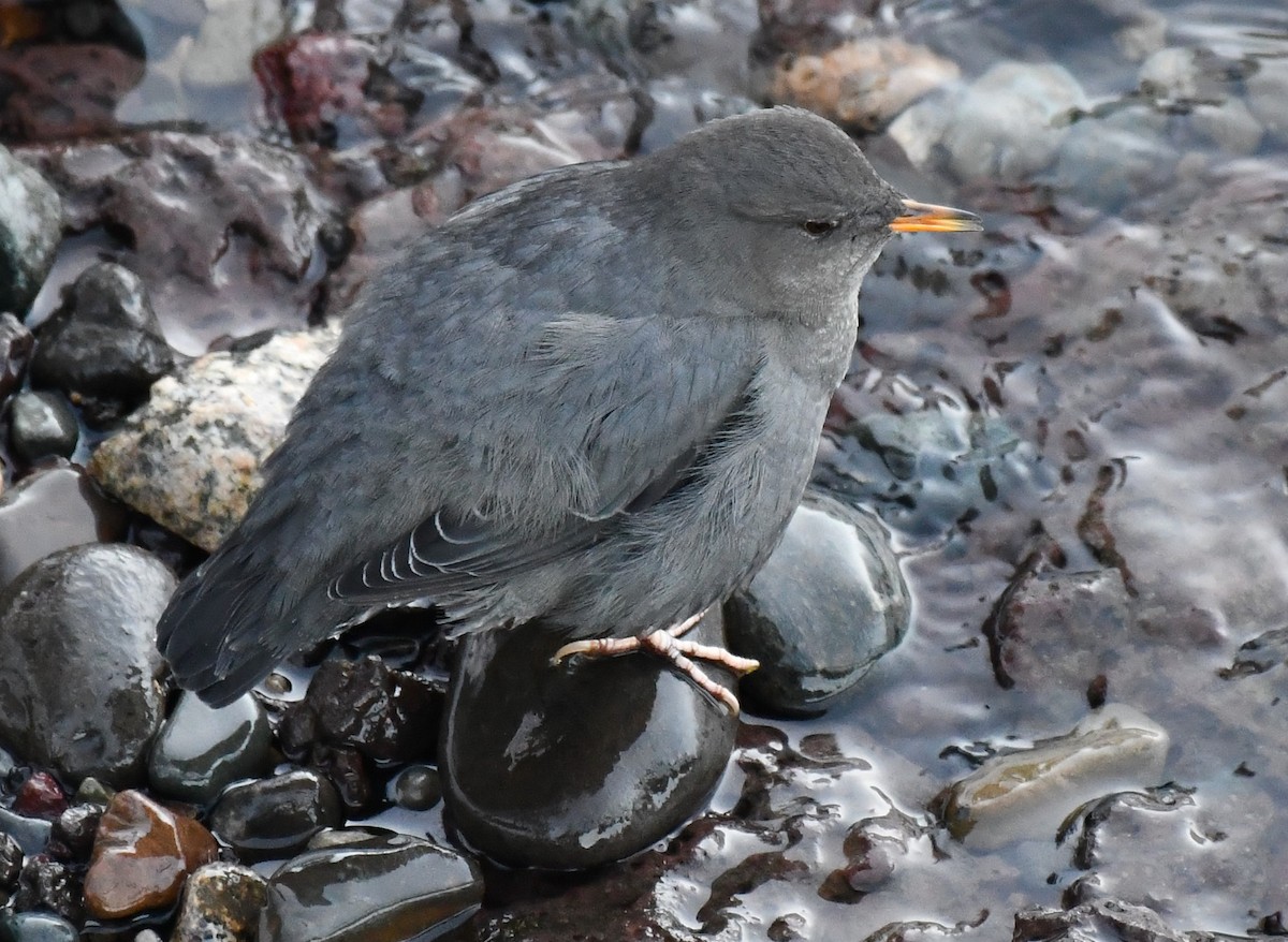 Ur-zozo iparramerikarra - ML645447004