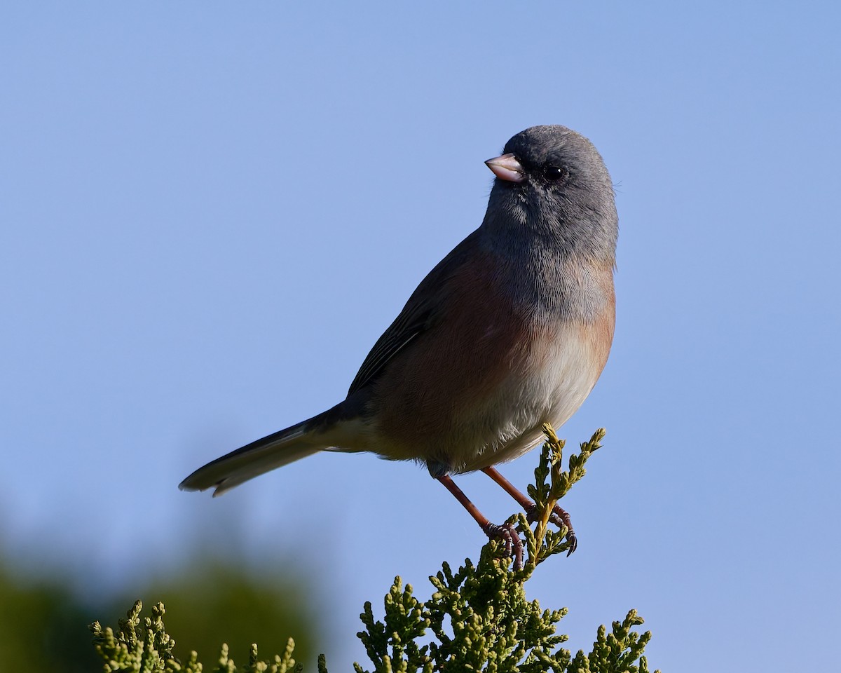 Dark-eyed Junco (Pink-sided) - ML645447005