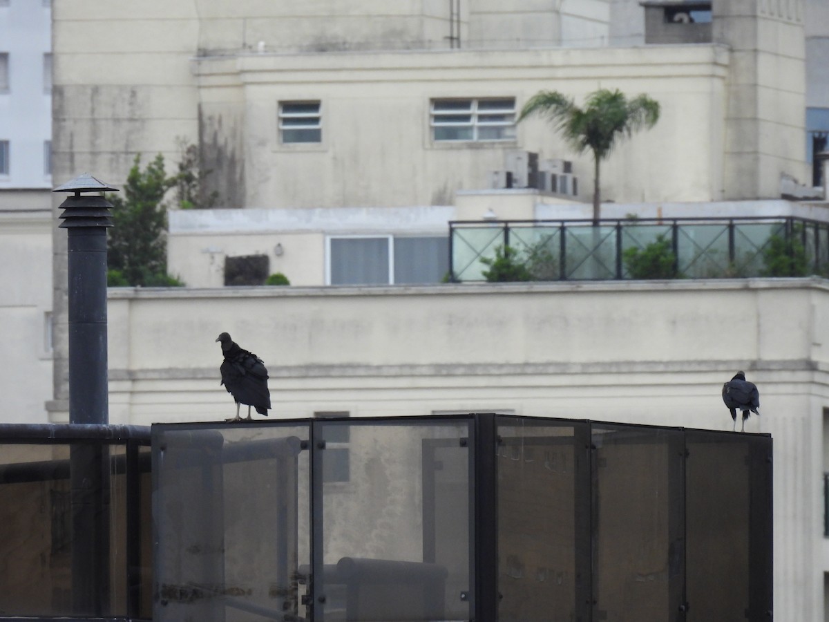 Black Vulture - ML645447009