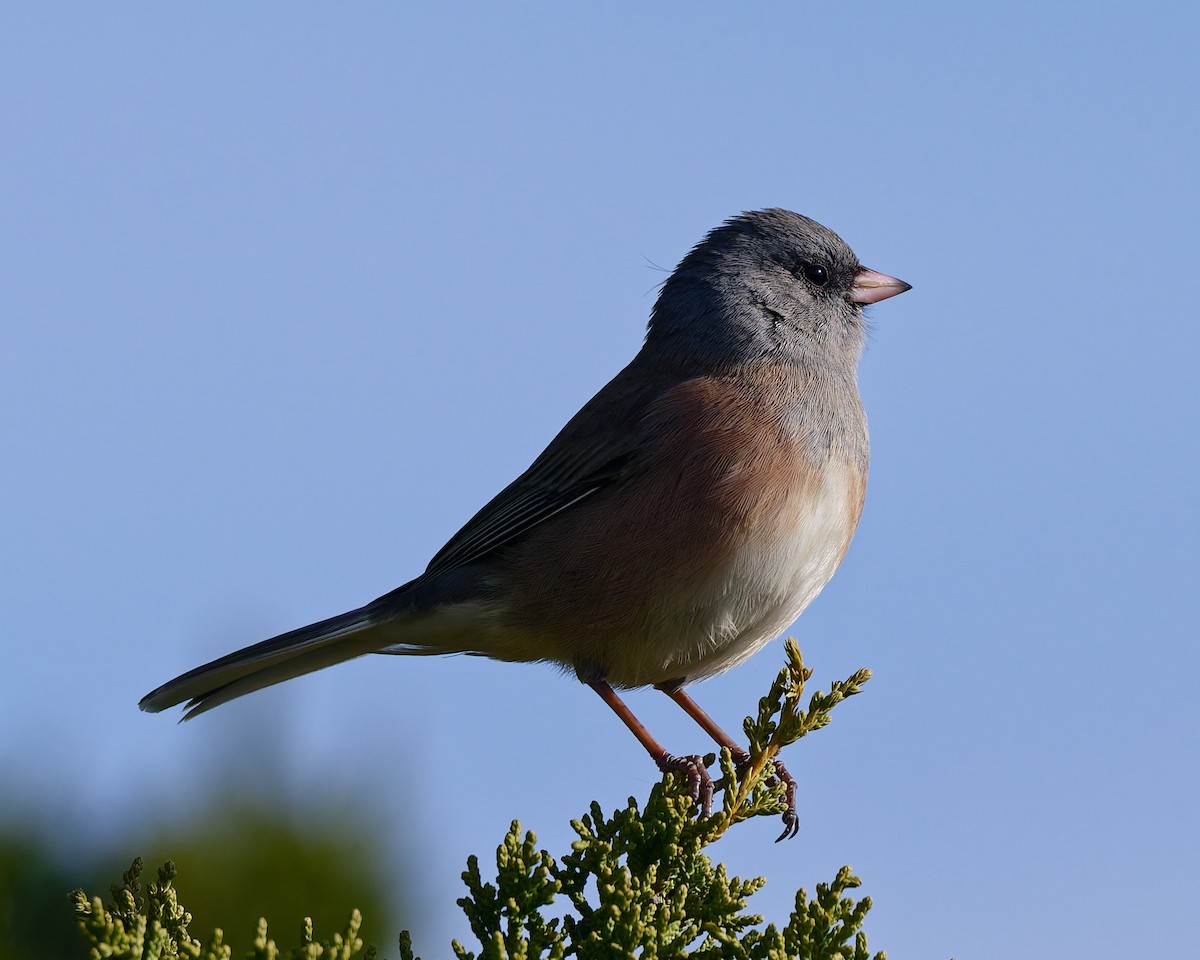 Dark-eyed Junco (Pink-sided) - ML645447019