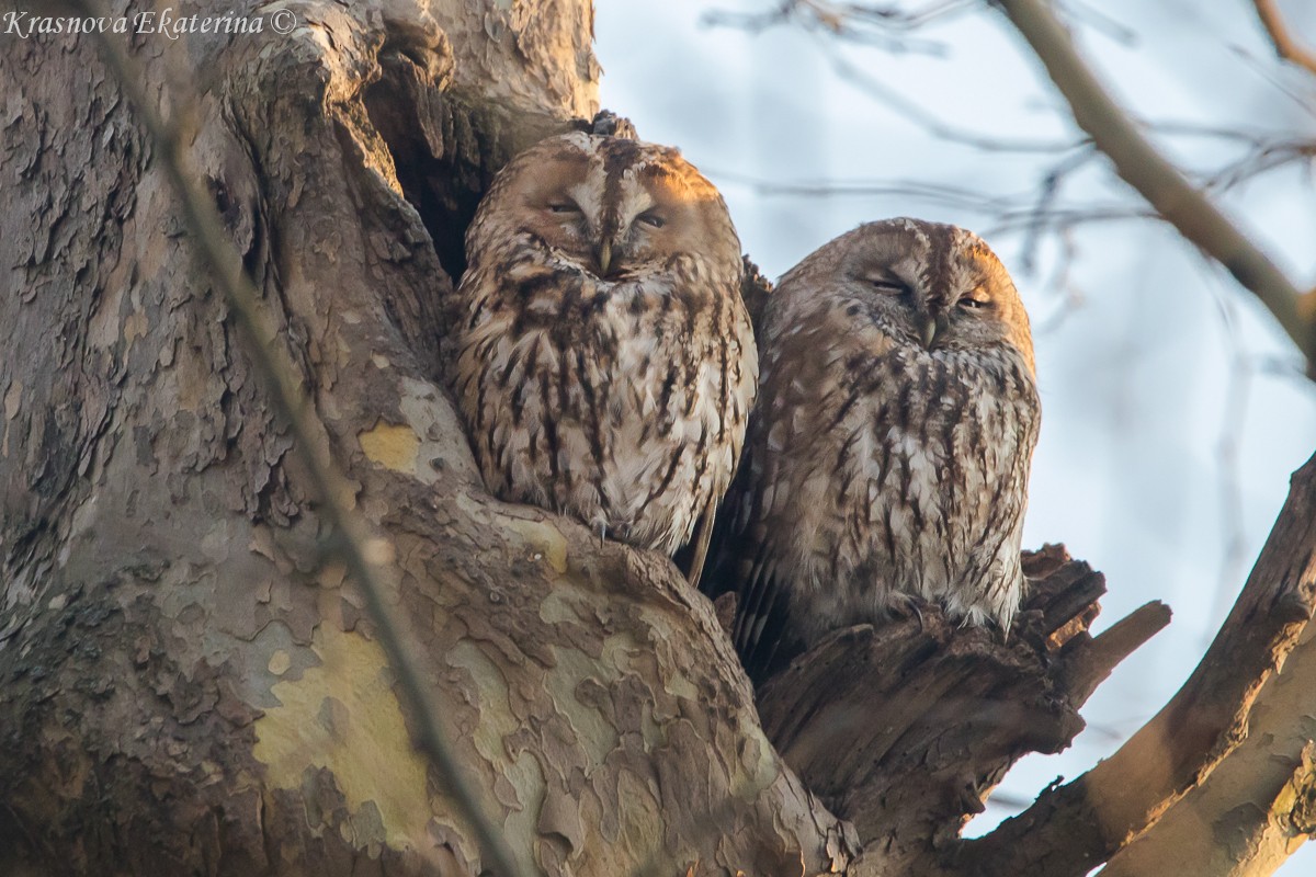 Chouette hulotte - ML645447021