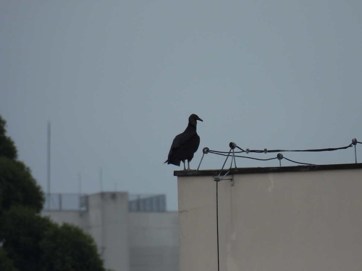 Black Vulture - ML645447022