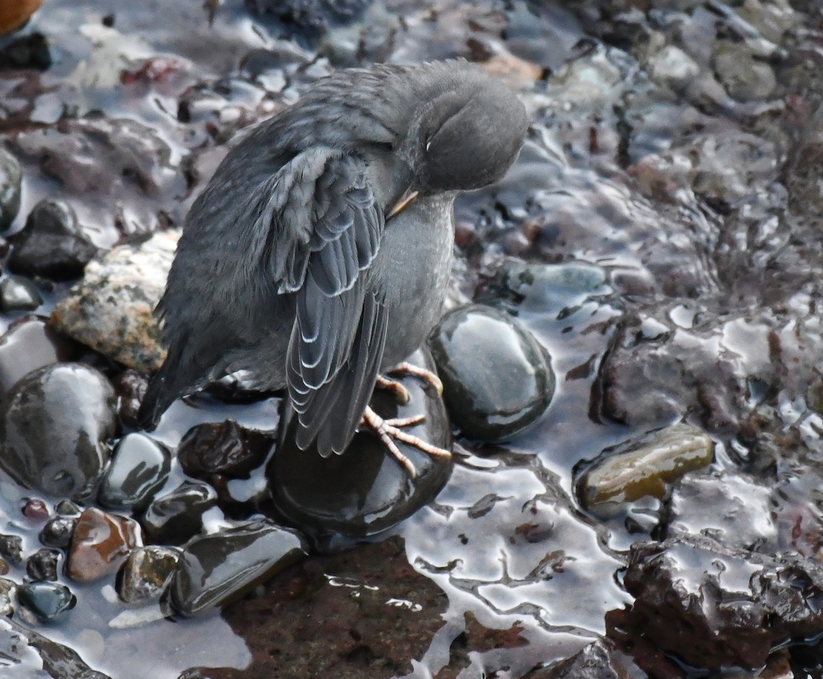 Ur-zozo iparramerikarra - ML645447025