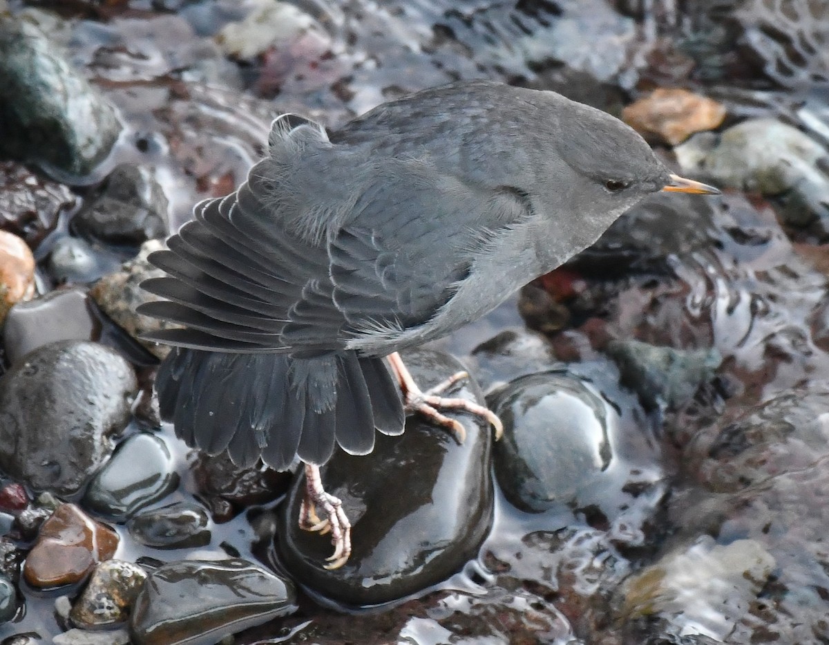 Ur-zozo iparramerikarra - ML645447032