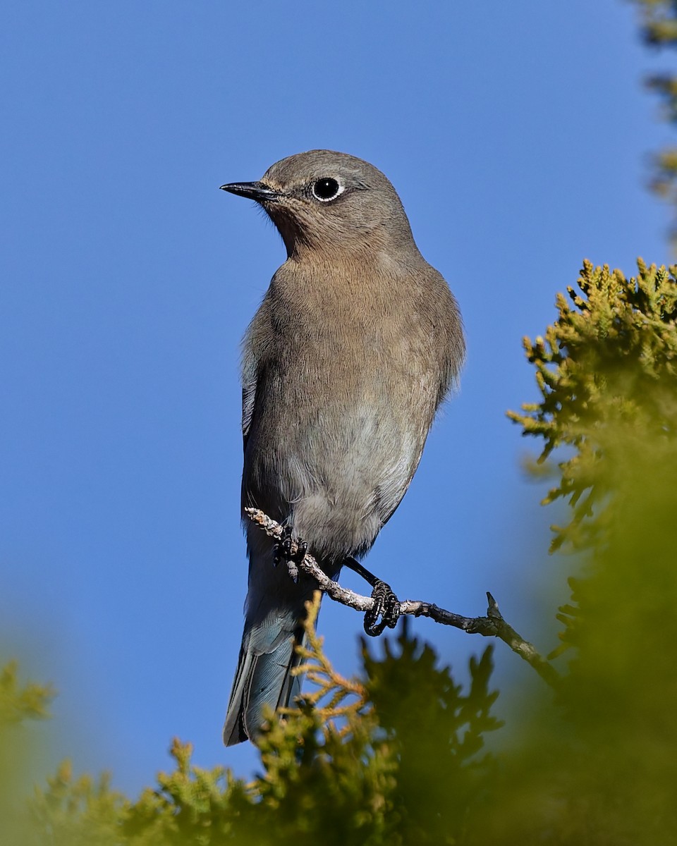 Mountain Bluebird - ML645447033