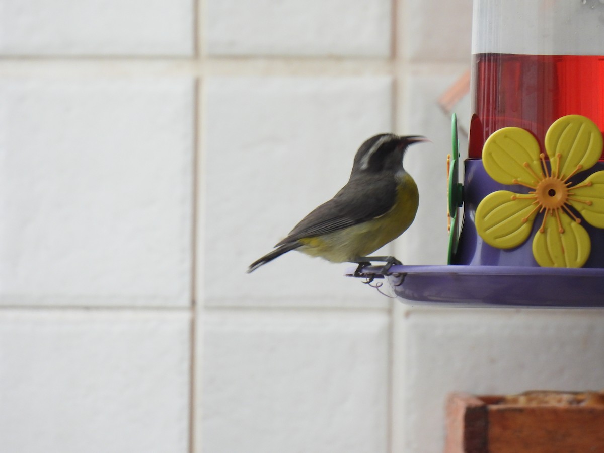 Bananaquit - ML645447037