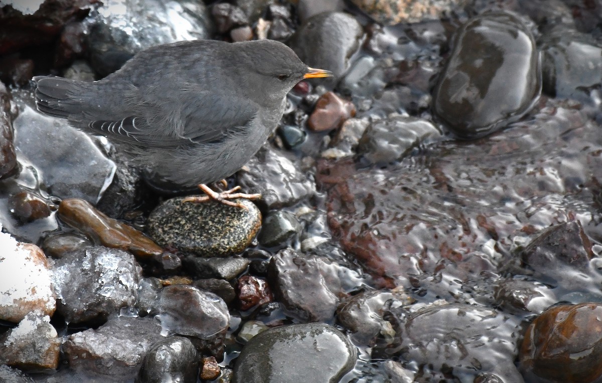 Ur-zozo iparramerikarra - ML645447041