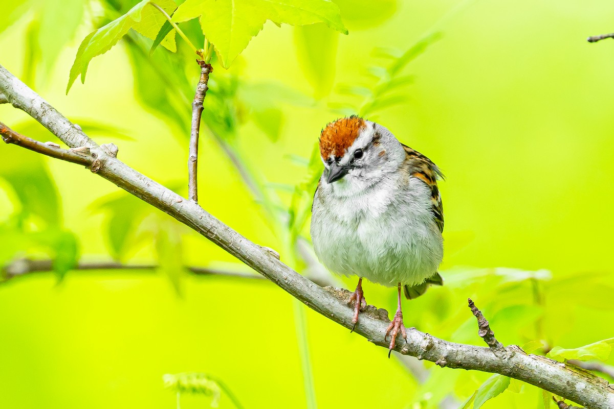 Малая воробьиная овсянка - ML645447051