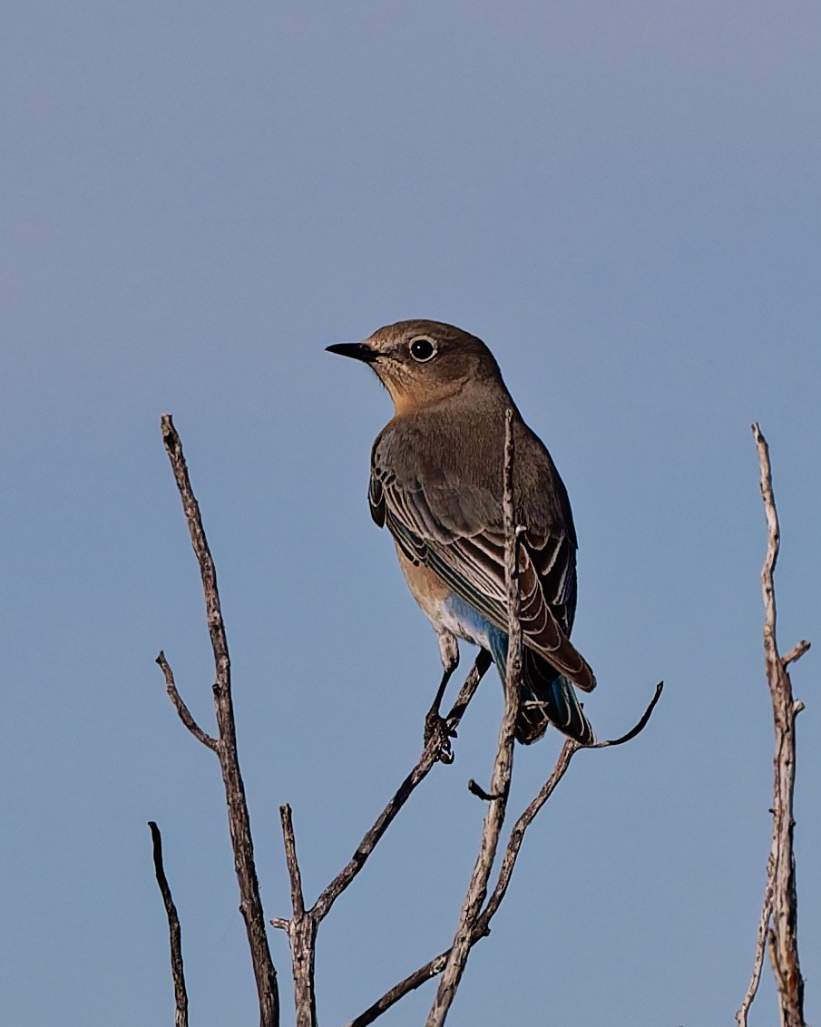 Western Bluebird - ML645447061