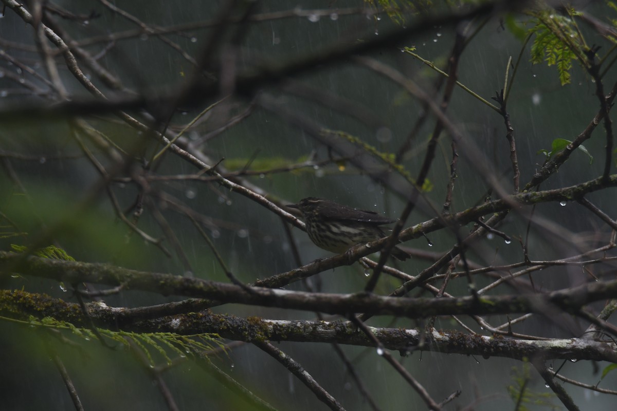 Northern Waterthrush - ML645447064