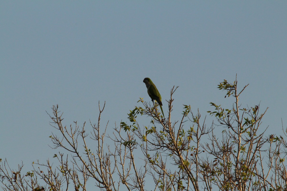 Mönchssittich - ML645447065