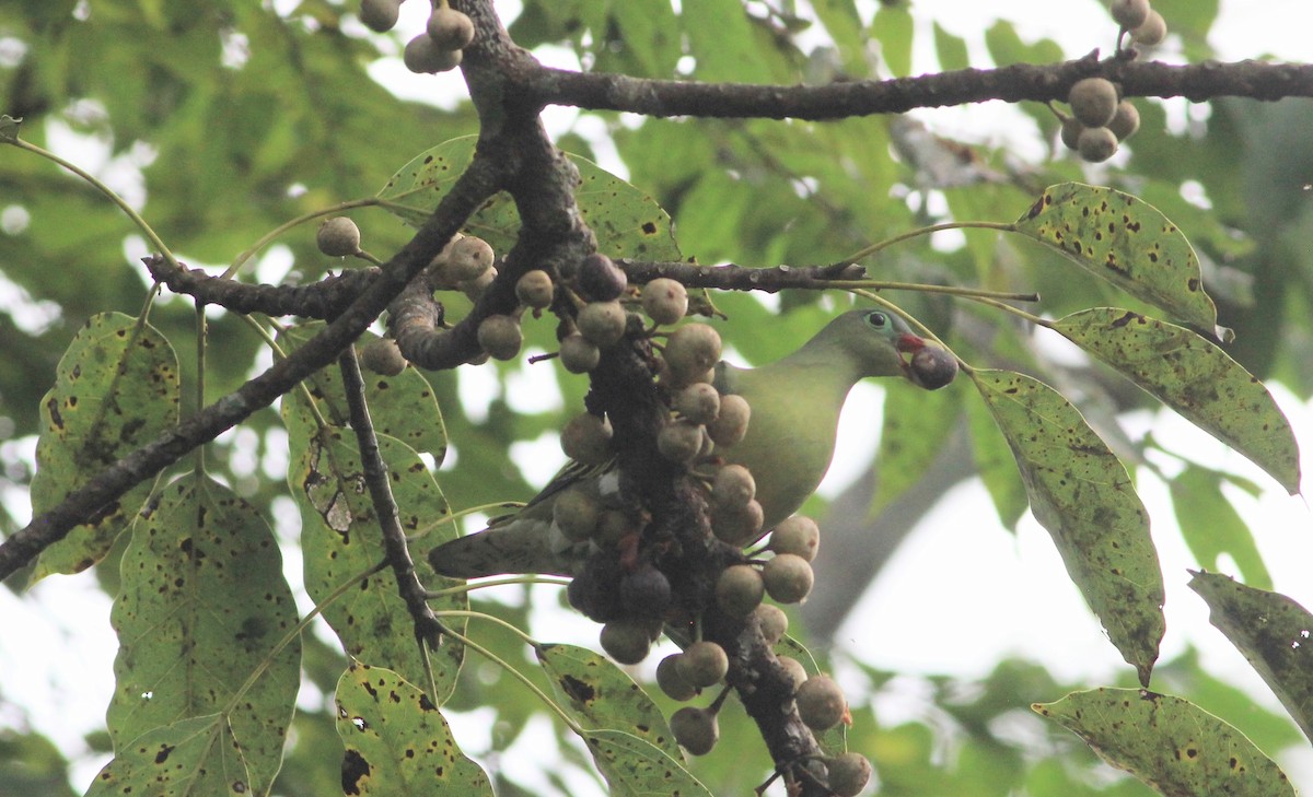 Kalın Gagalı Yeşil Güvercin - ML645447067