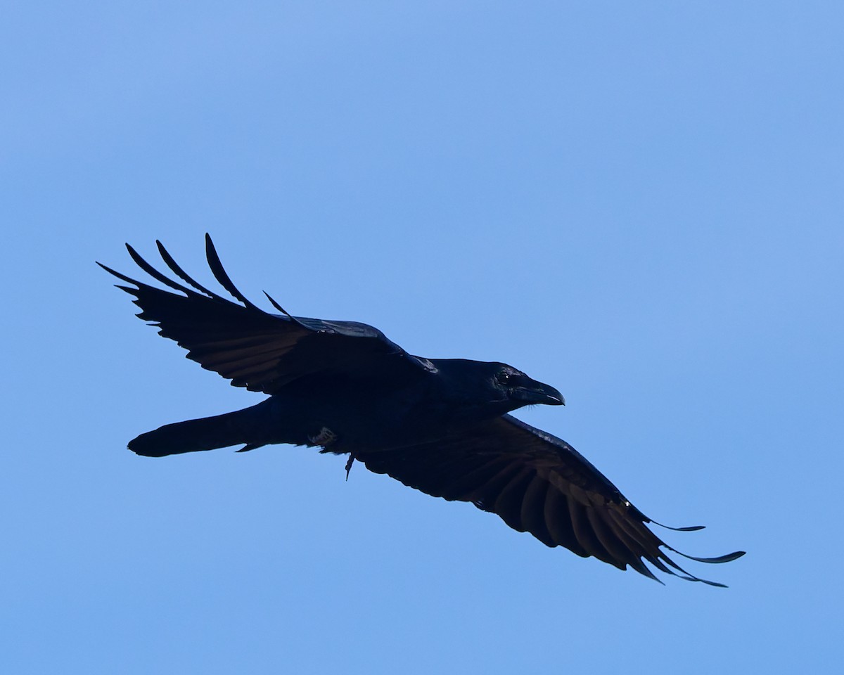 Common Raven - ML645447070