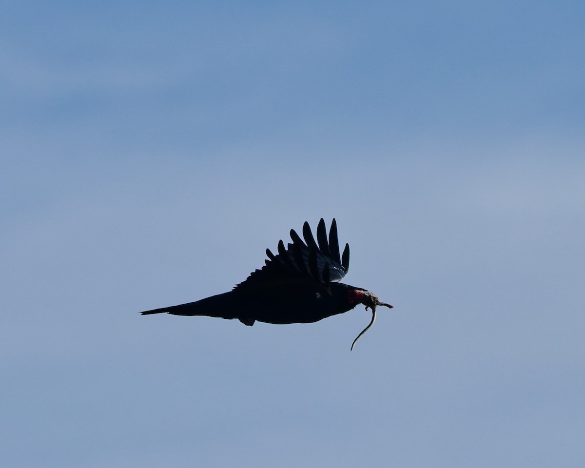 Common Raven - ML645447074