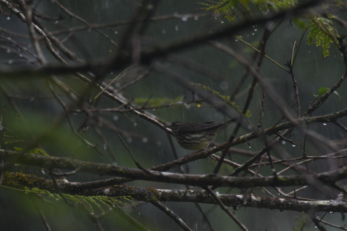 Northern Waterthrush - ML645447075