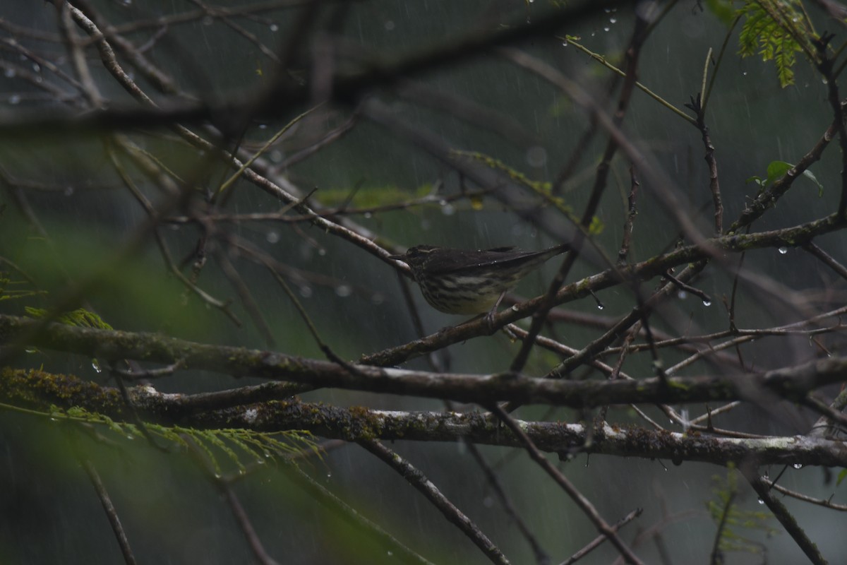 Northern Waterthrush - ML645447076