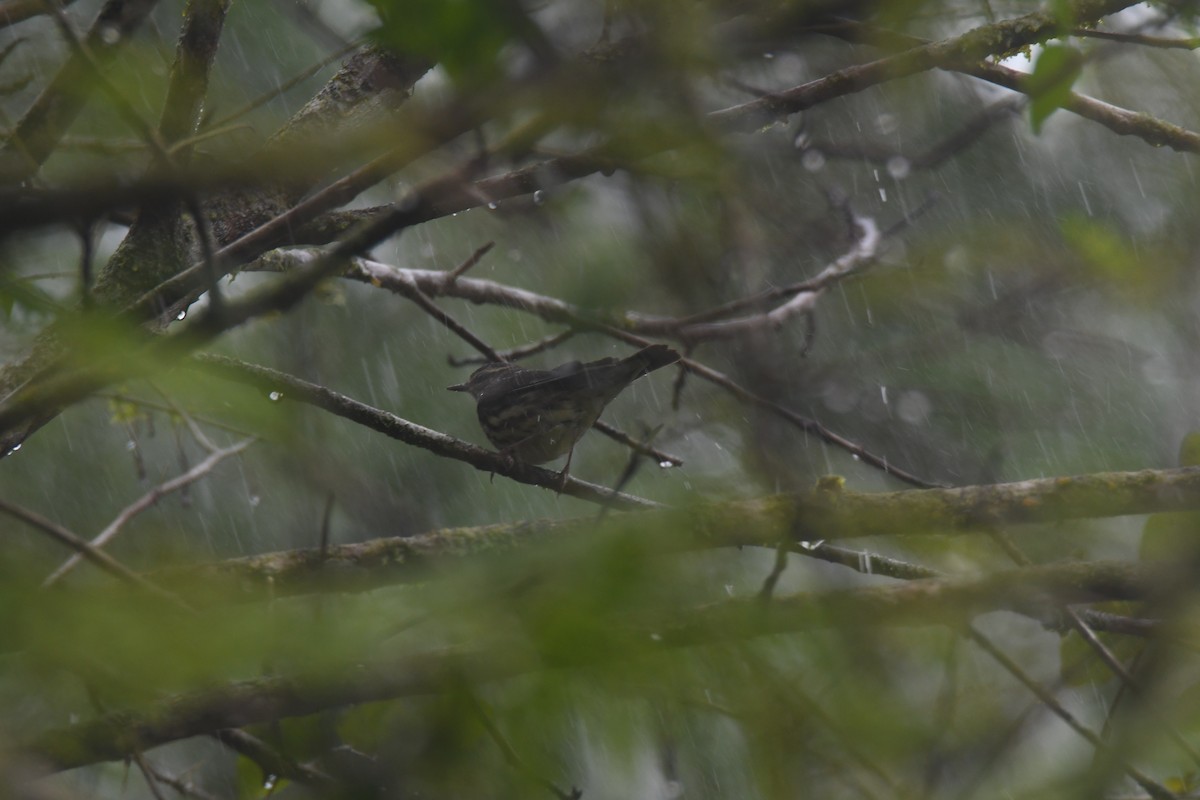 Northern Waterthrush - ML645447077