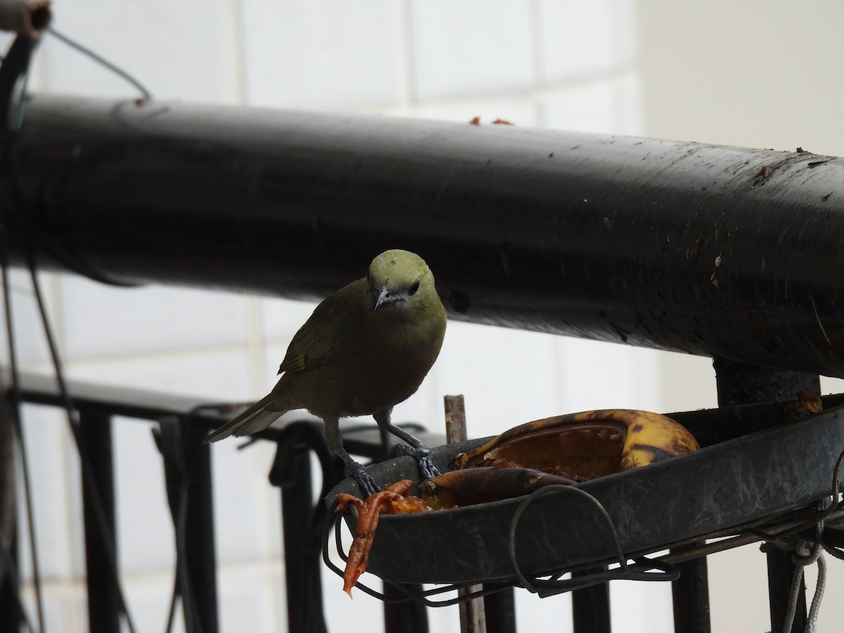 Tangara Palmera - ML645447079