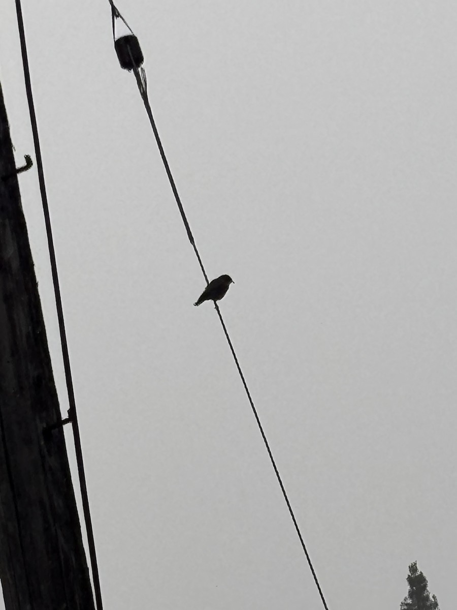 passerine sp. - ML645447080