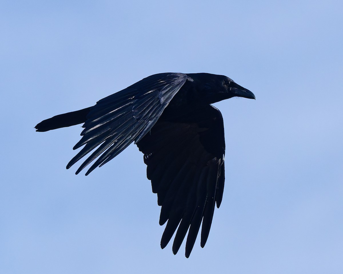 Common Raven - ML645447082
