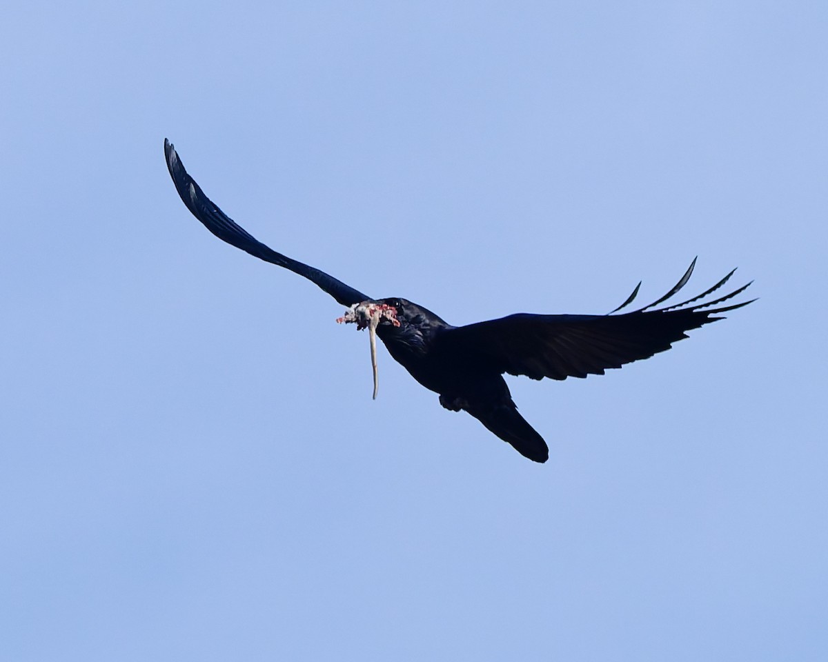 Common Raven - ML645447085